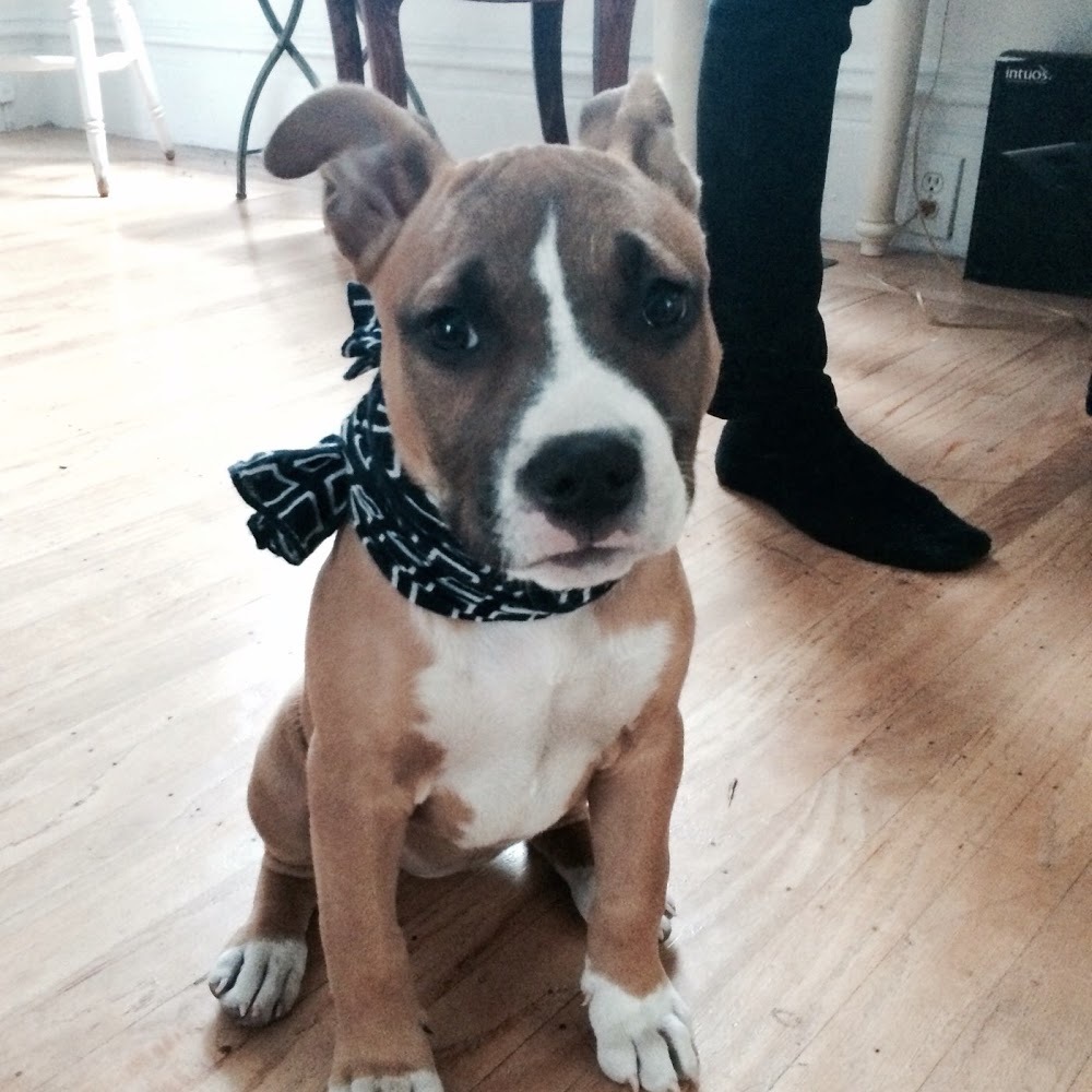 Meet your Posher, George